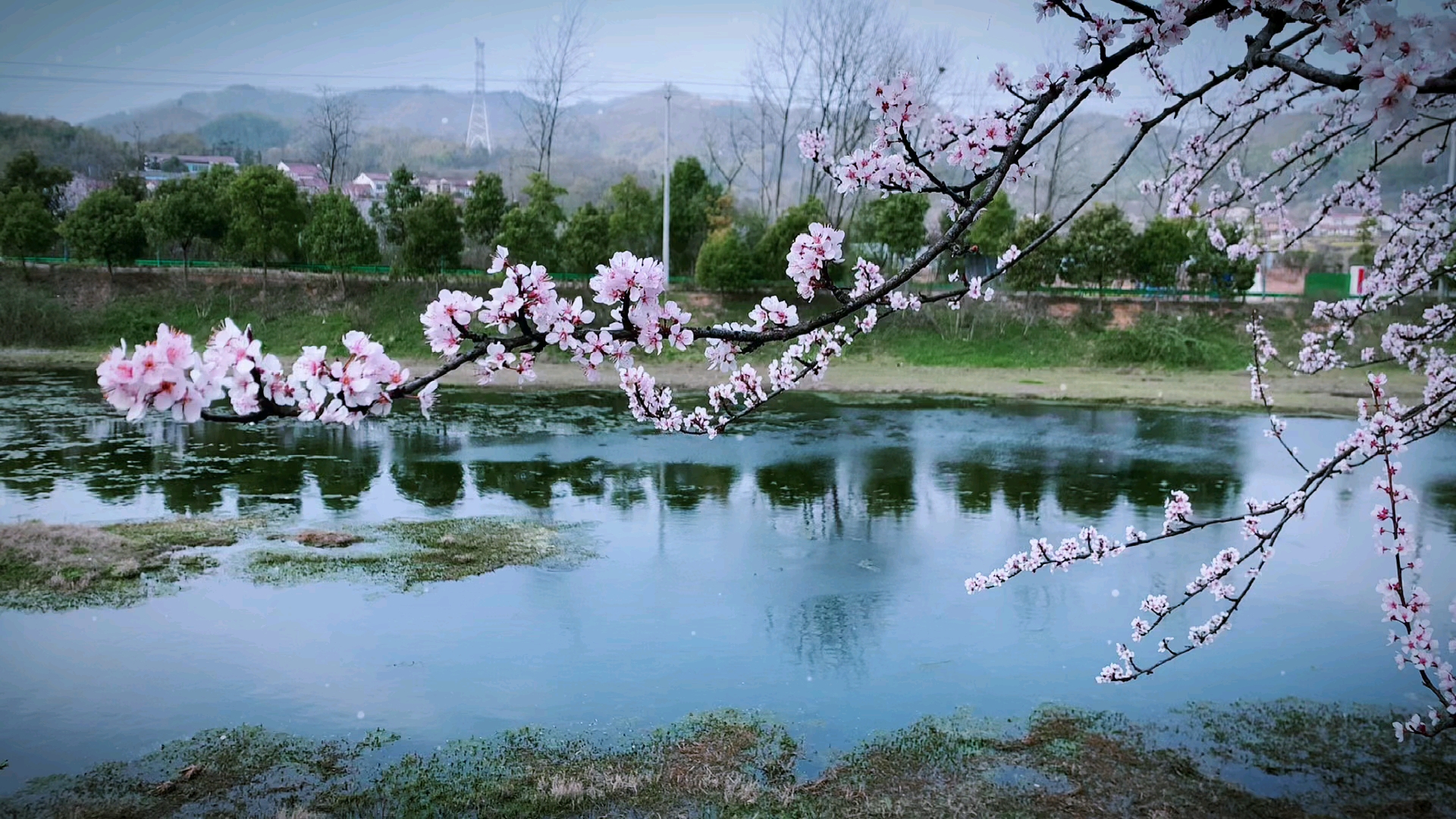 李花绽放，人间皆春。,爱摄影-荣耀俱乐部