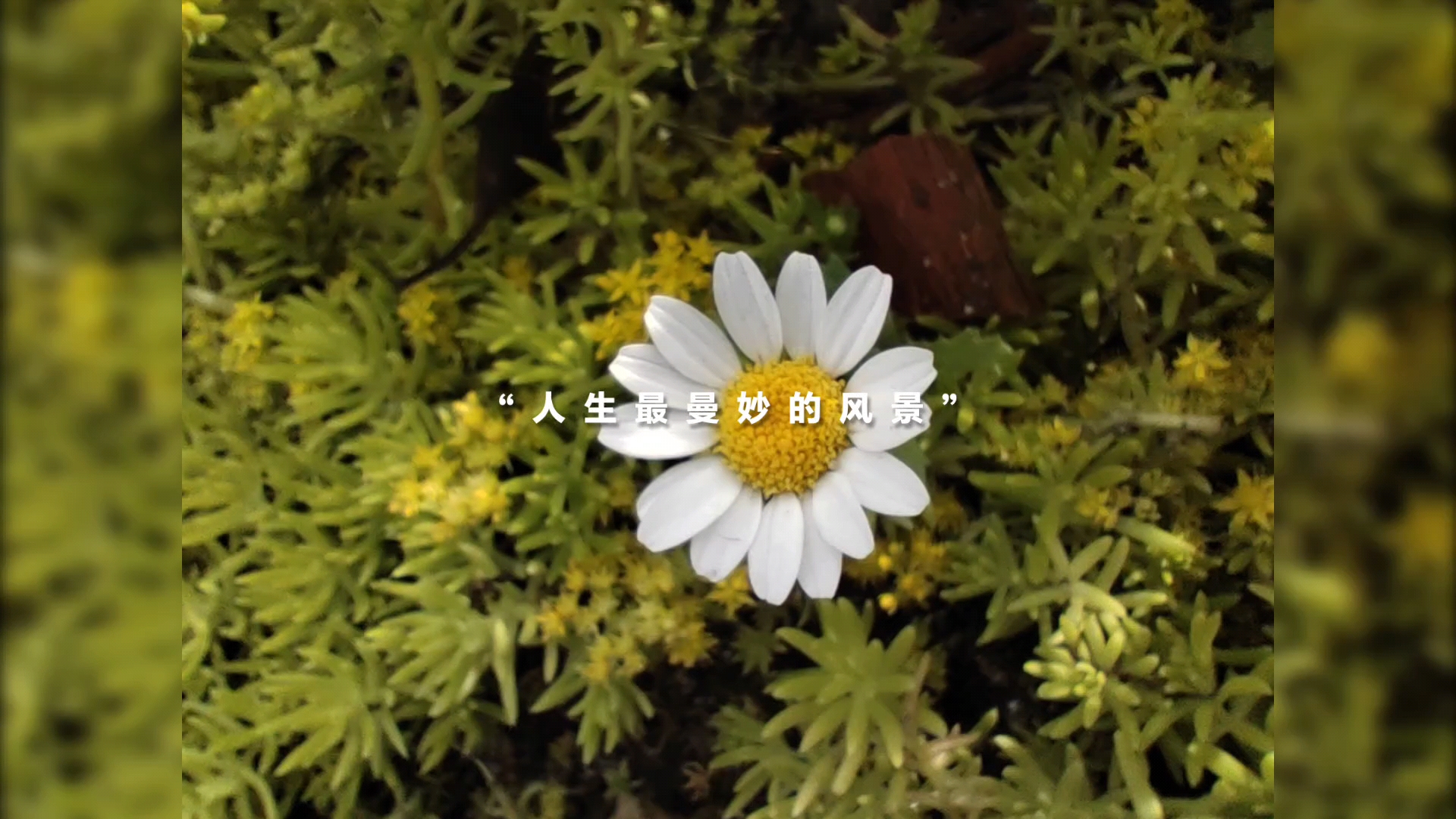 [坏笑][坏笑][坏笑],荣耀80系列-荣耀俱乐部