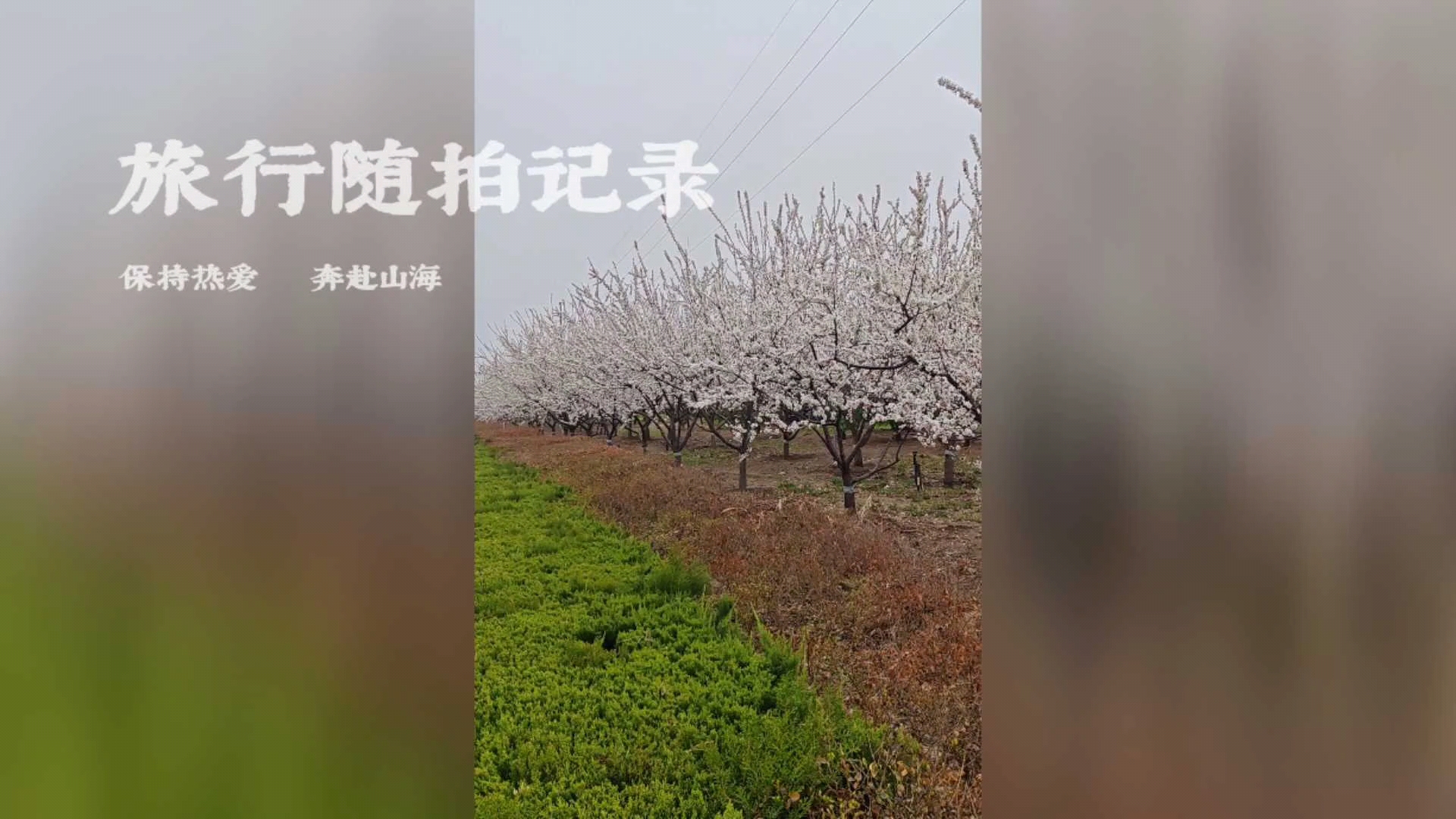 雨中杏花真美丽,慢生活-荣耀俱乐部