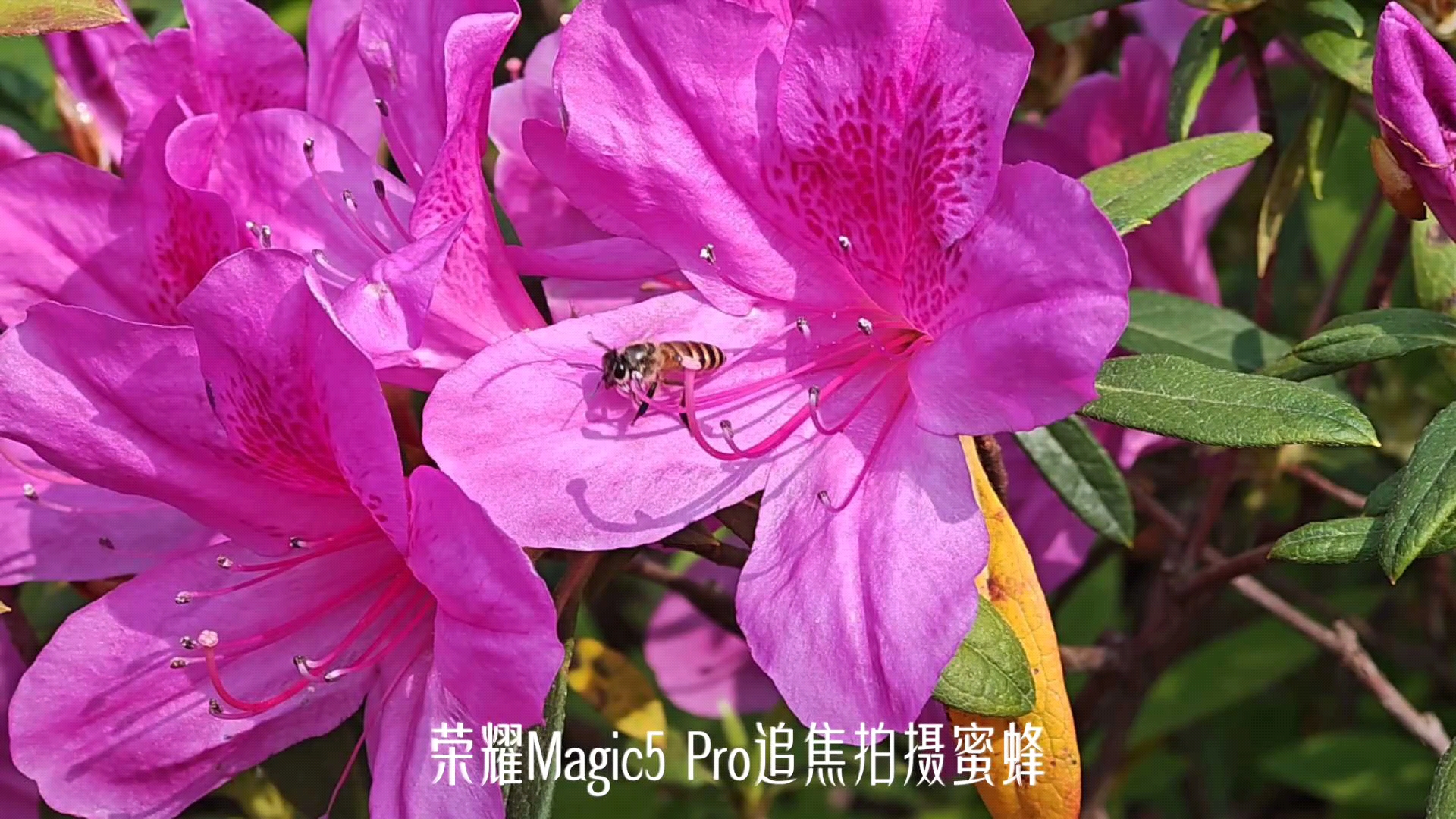 荣耀Magic5Pro追焦拍摄蜜蜂,爱摄影-荣耀俱乐部