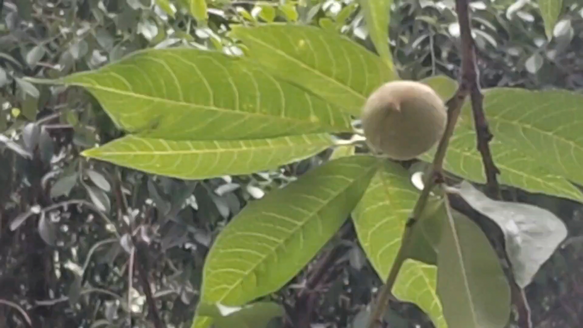 我家阳台种的桃树结果了,荣耀70系列-荣耀俱乐部