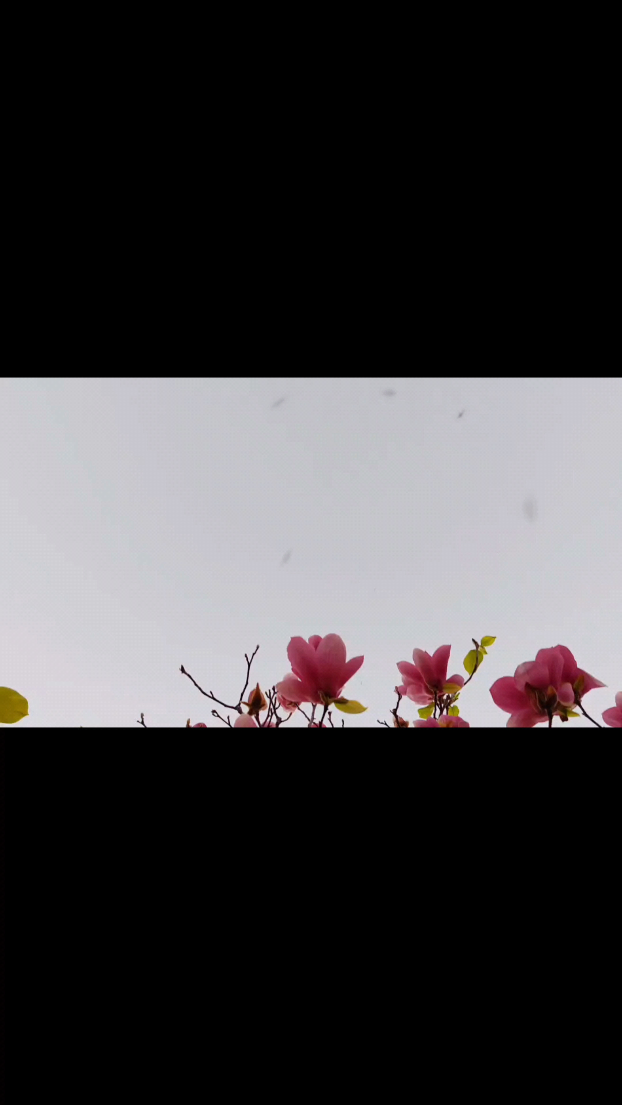 玉兰花,荣耀80系列-荣耀俱乐部