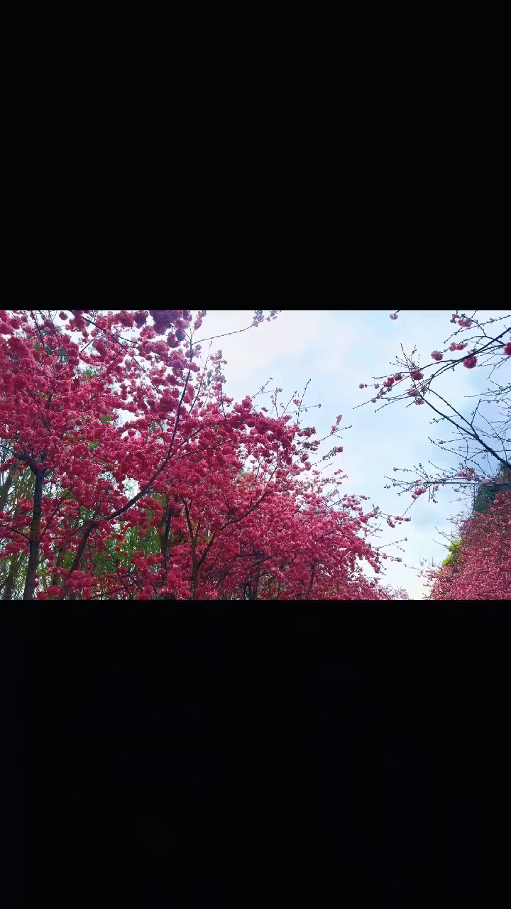 樱花盛开是春天最美的诗篇！,慢生活-荣耀俱乐部