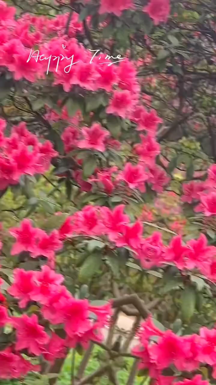 春天来了百花齐放,慢生活-荣耀俱乐部