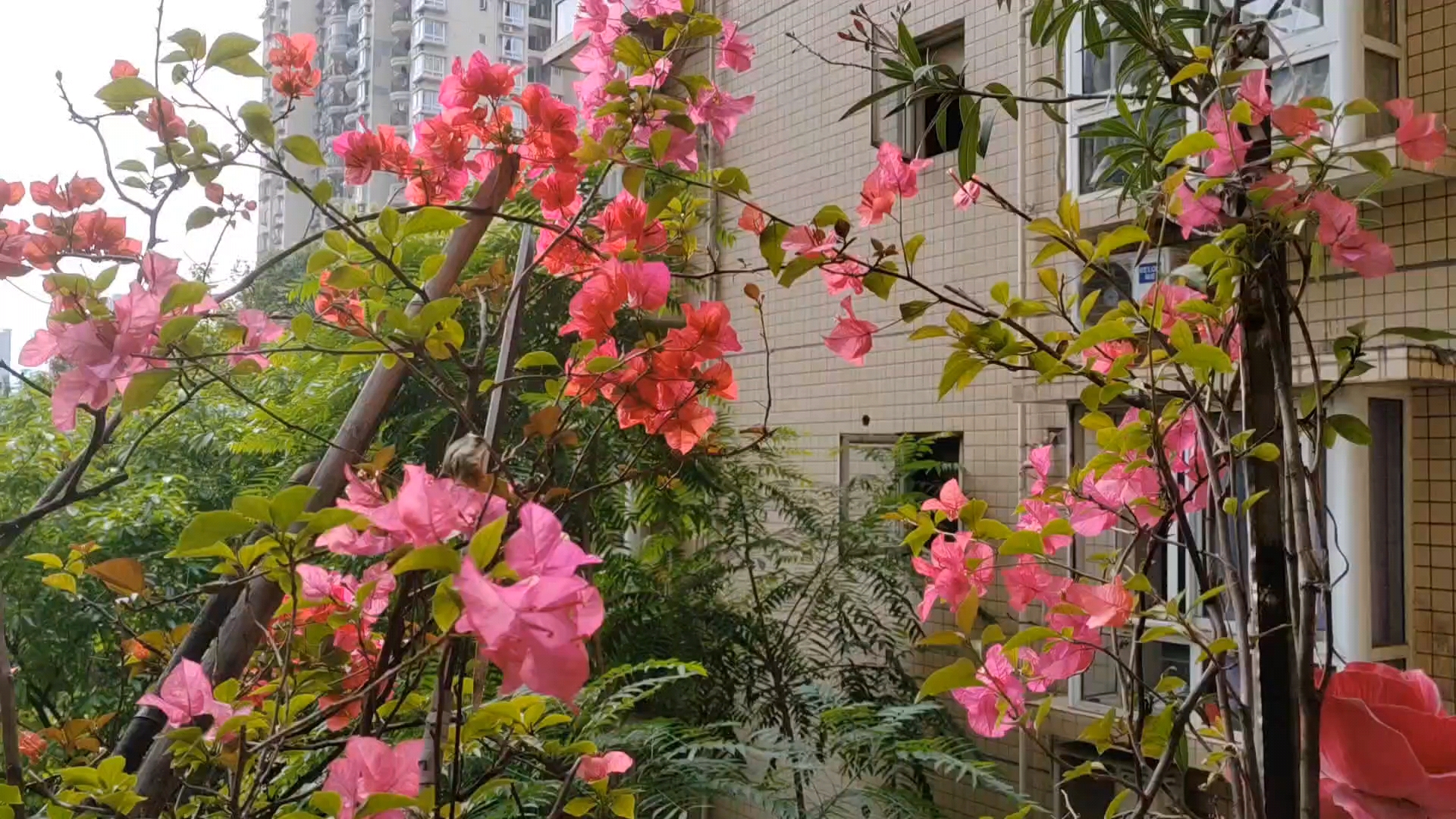美丽的三角梅,荣耀70系列-荣耀俱乐部