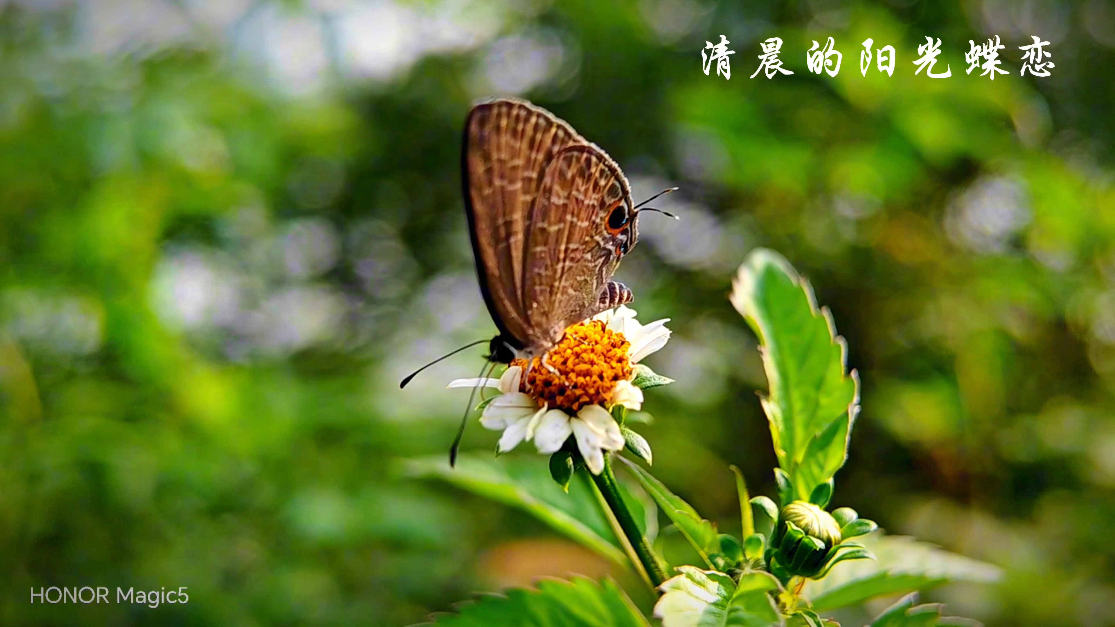 清晨的阳光蝶恋,爱摄影-荣耀俱乐部