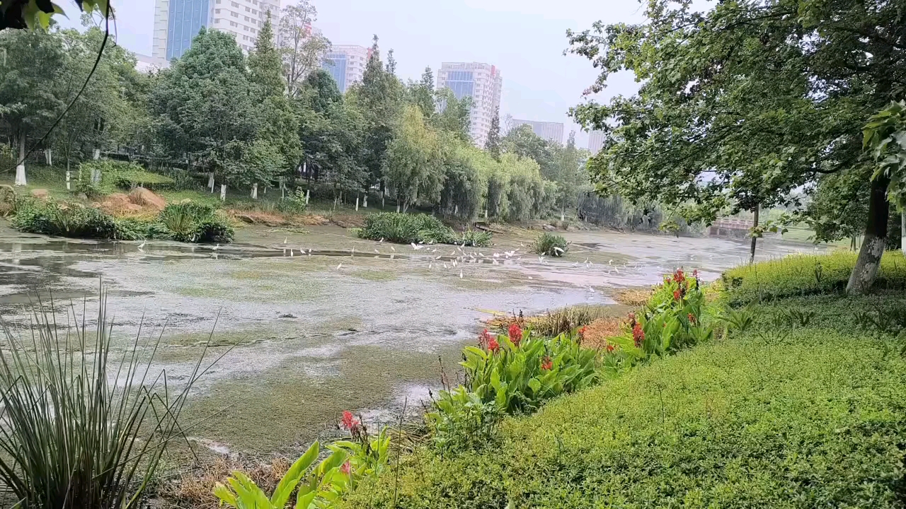 马料河湿地公园随拍,慢生活-荣耀俱乐部