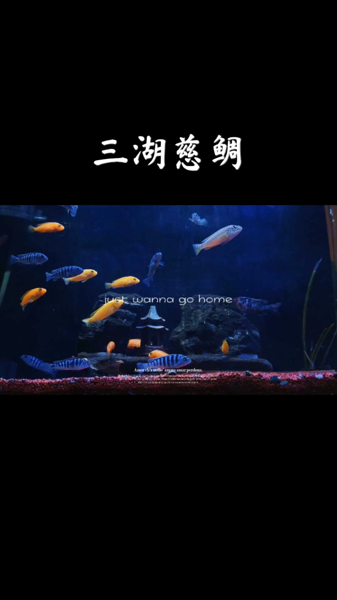 三湖慈鲷，最美淡水鱼！,荣耀Magic6系列-荣耀俱乐部