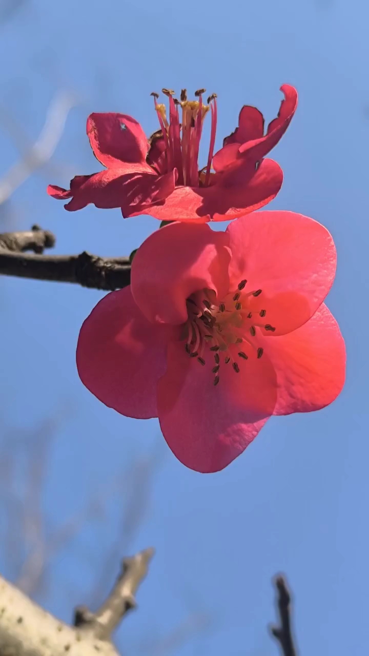 木瓜花随拍,慢生活-荣耀俱乐部