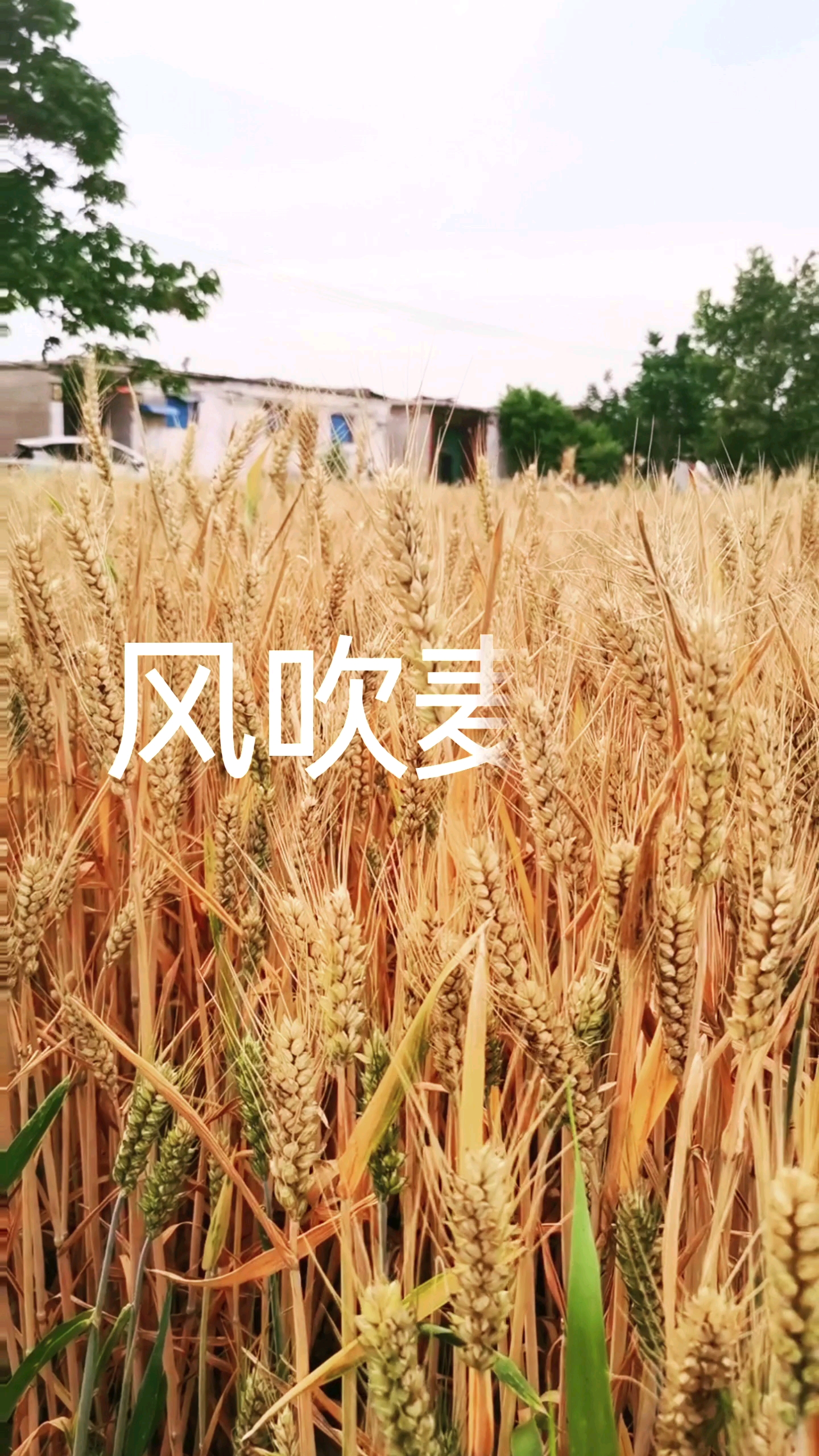 风吹麦浪,爱摄影-荣耀俱乐部