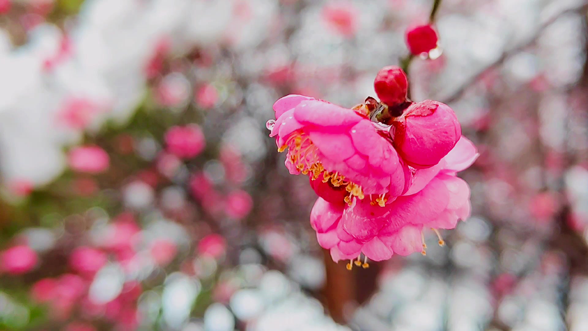 雪中红梅