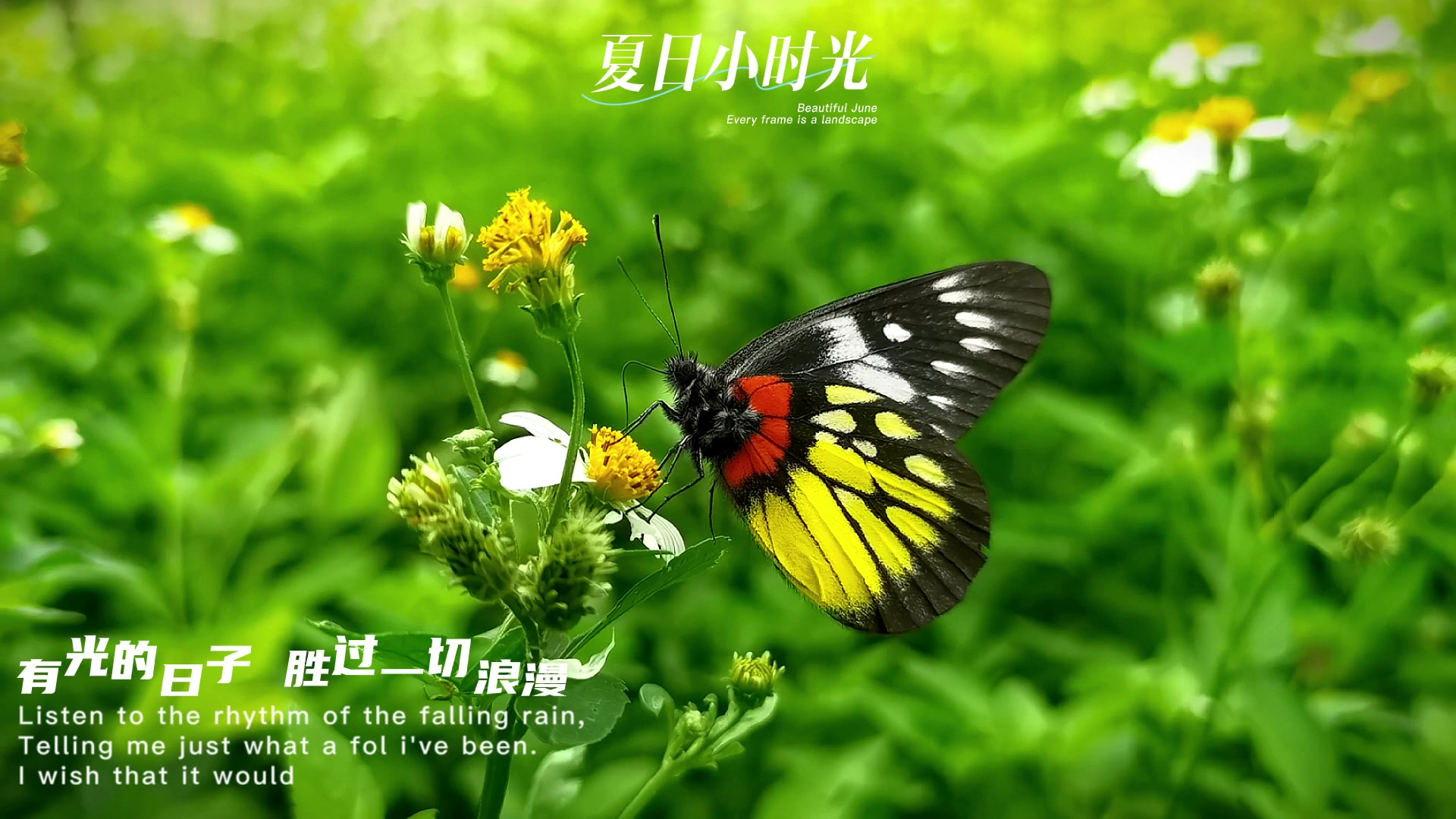 夏日小时光,慢生活-荣耀俱乐部