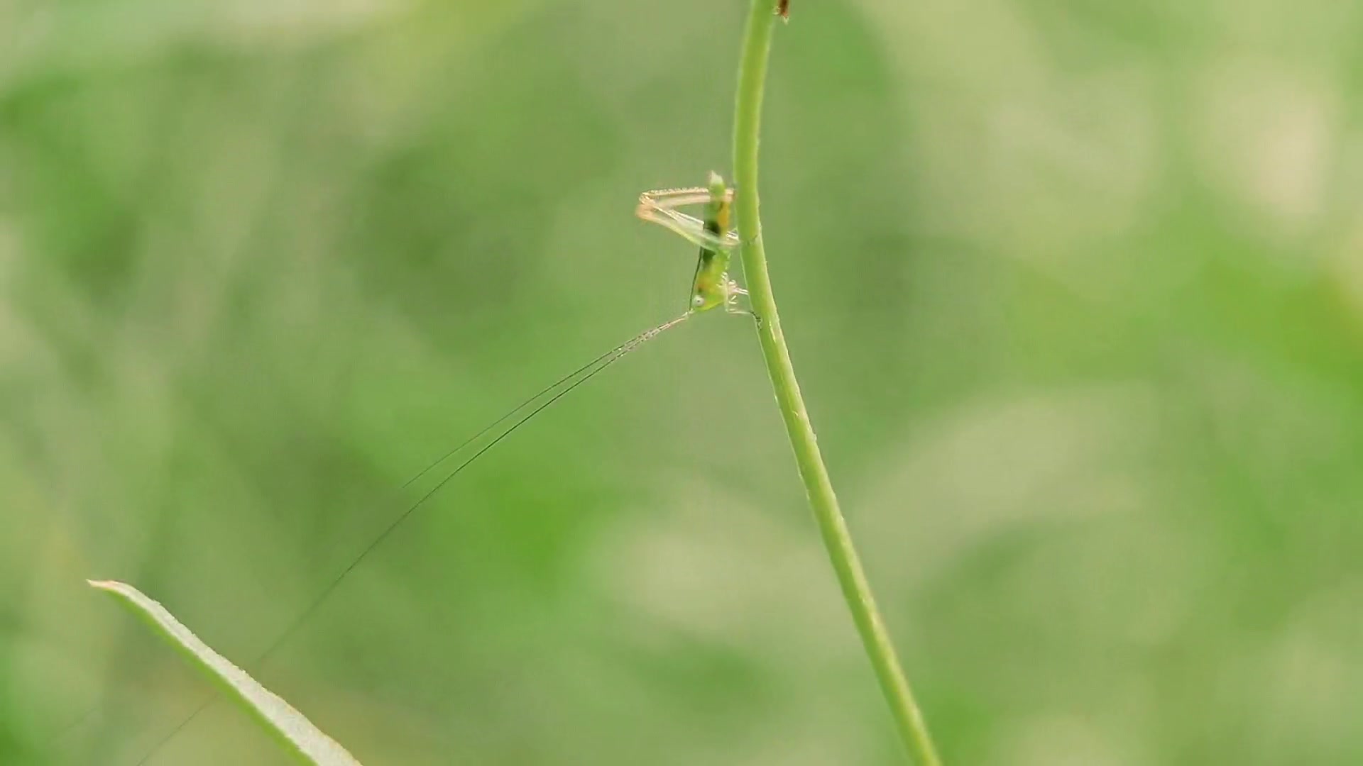 蚂蚱：你不要过来吖。,爱摄影-荣耀俱乐部