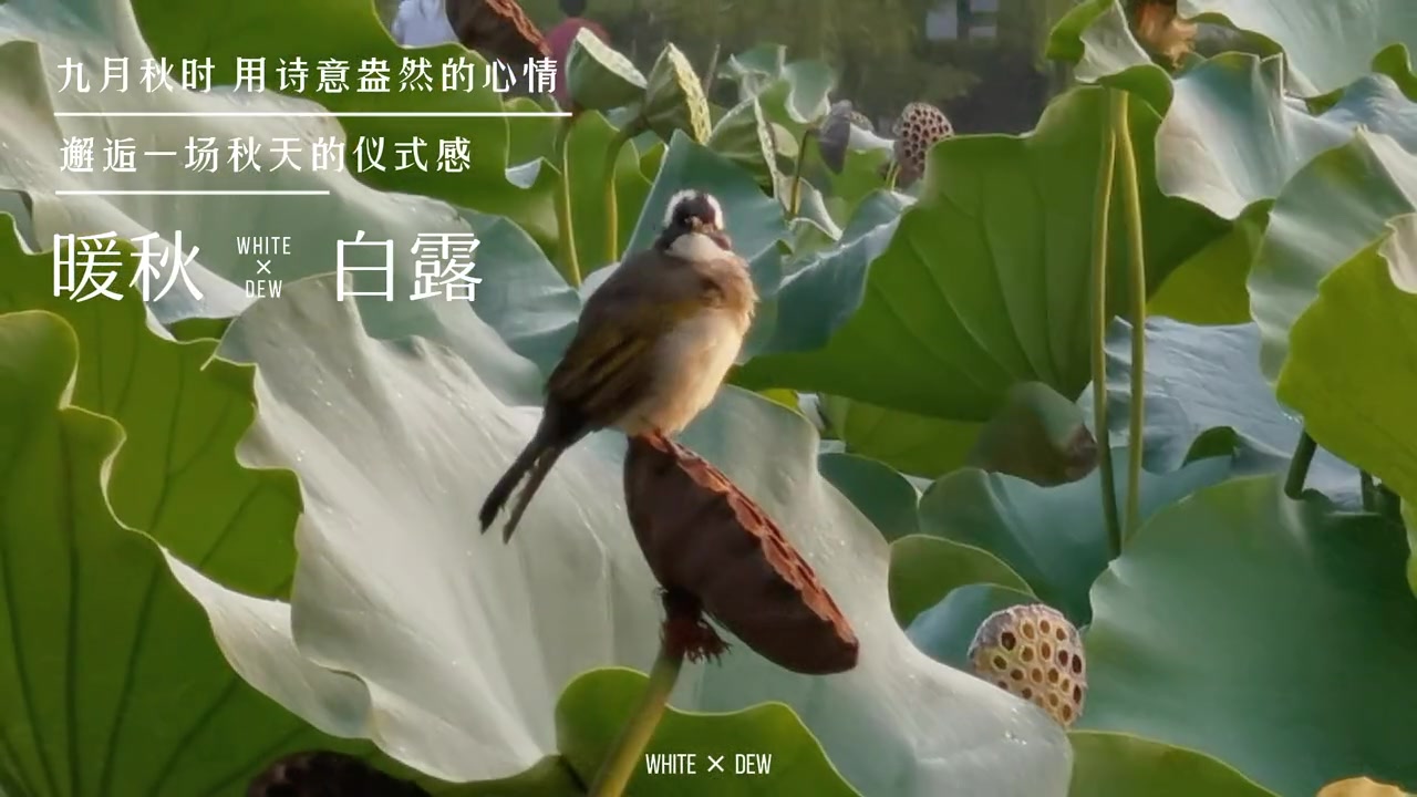 今日白露,爱摄影-荣耀俱乐部