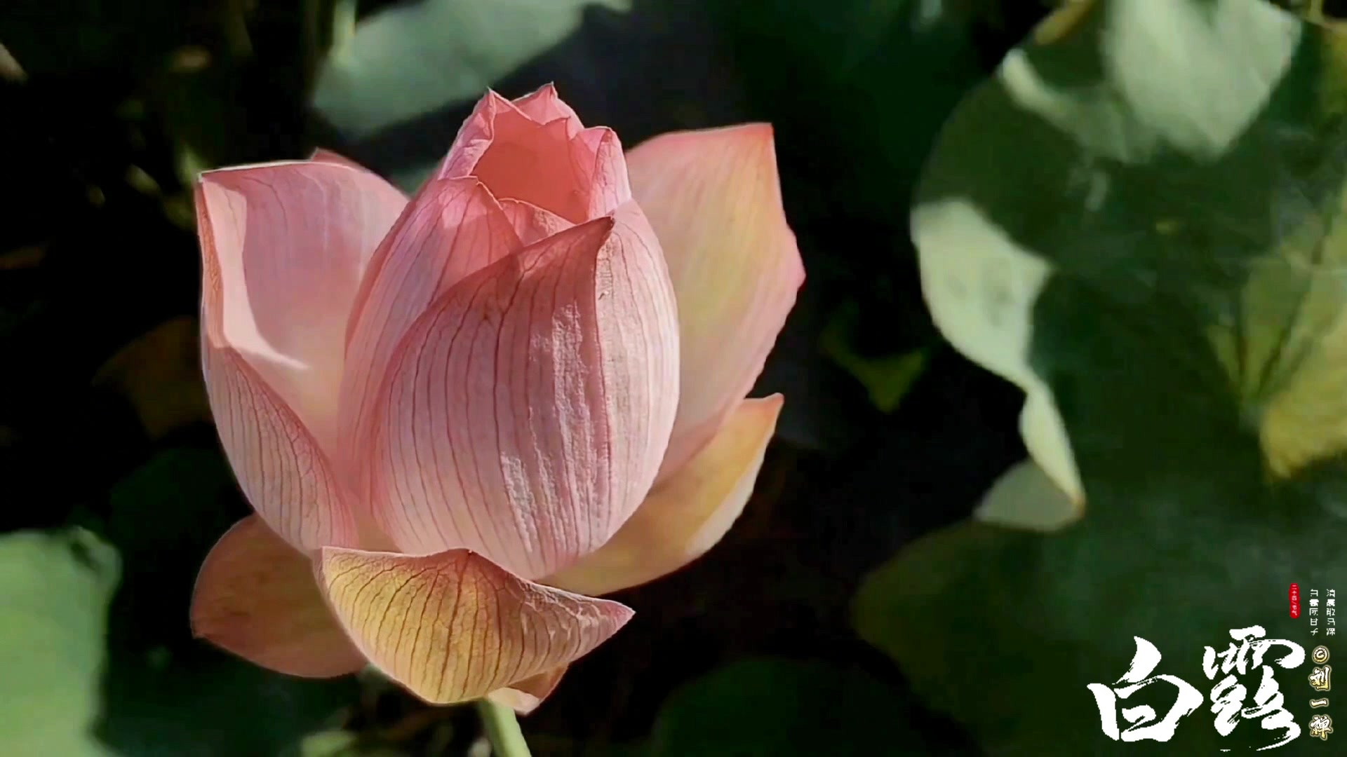 【二十四节气】今日白露,爱摄影-荣耀俱乐部