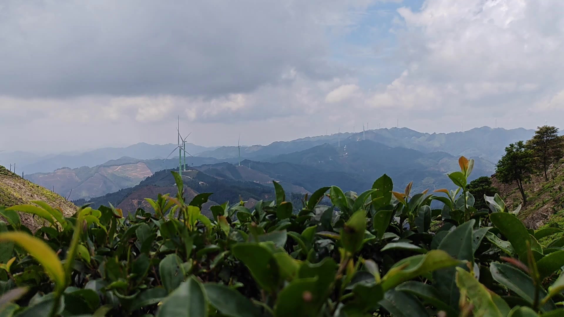 高山云雾茶配大风车,荣耀Magic5系列-荣耀俱乐部