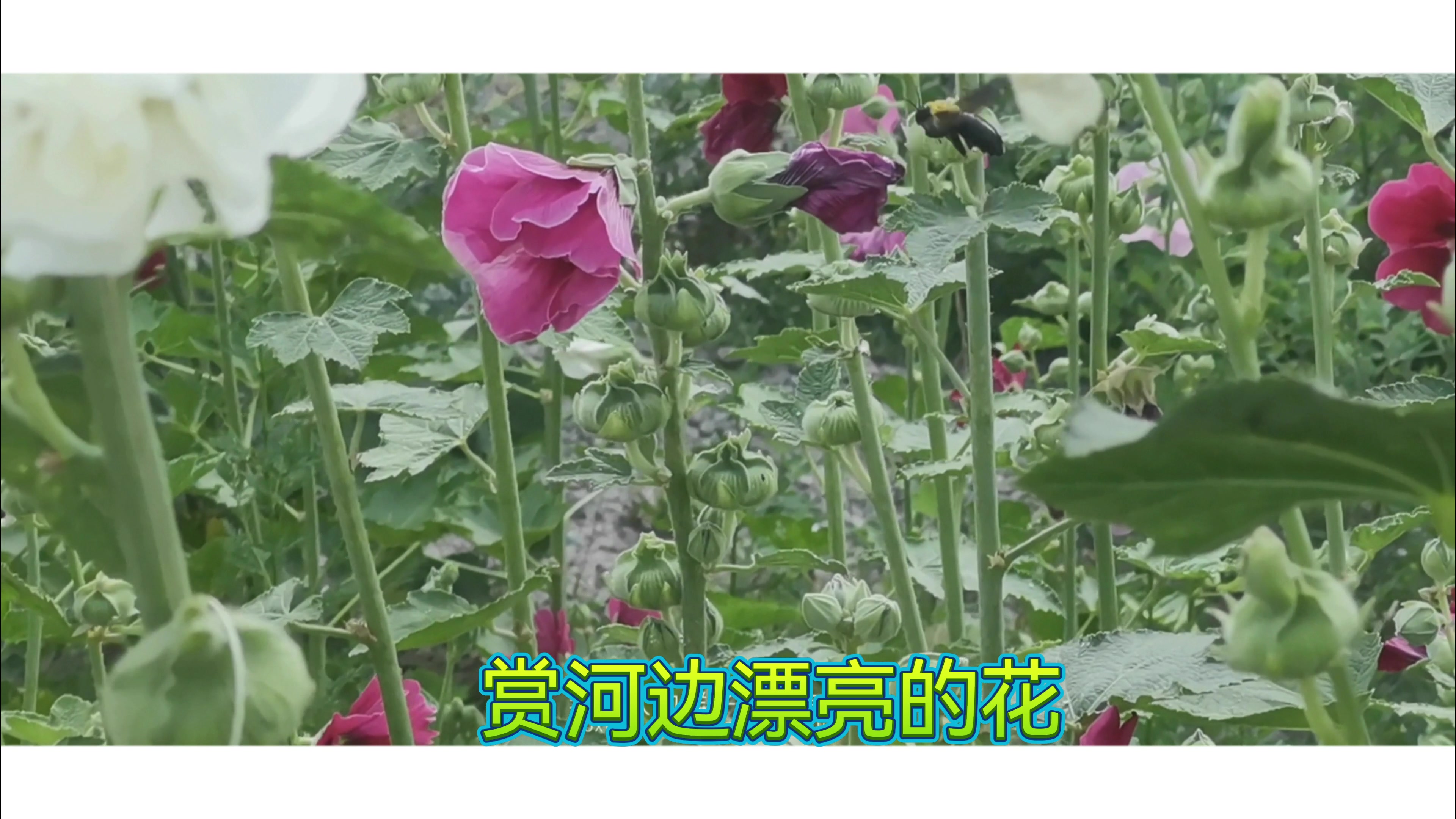赏海河边漂亮的花,慢生活-荣耀俱乐部