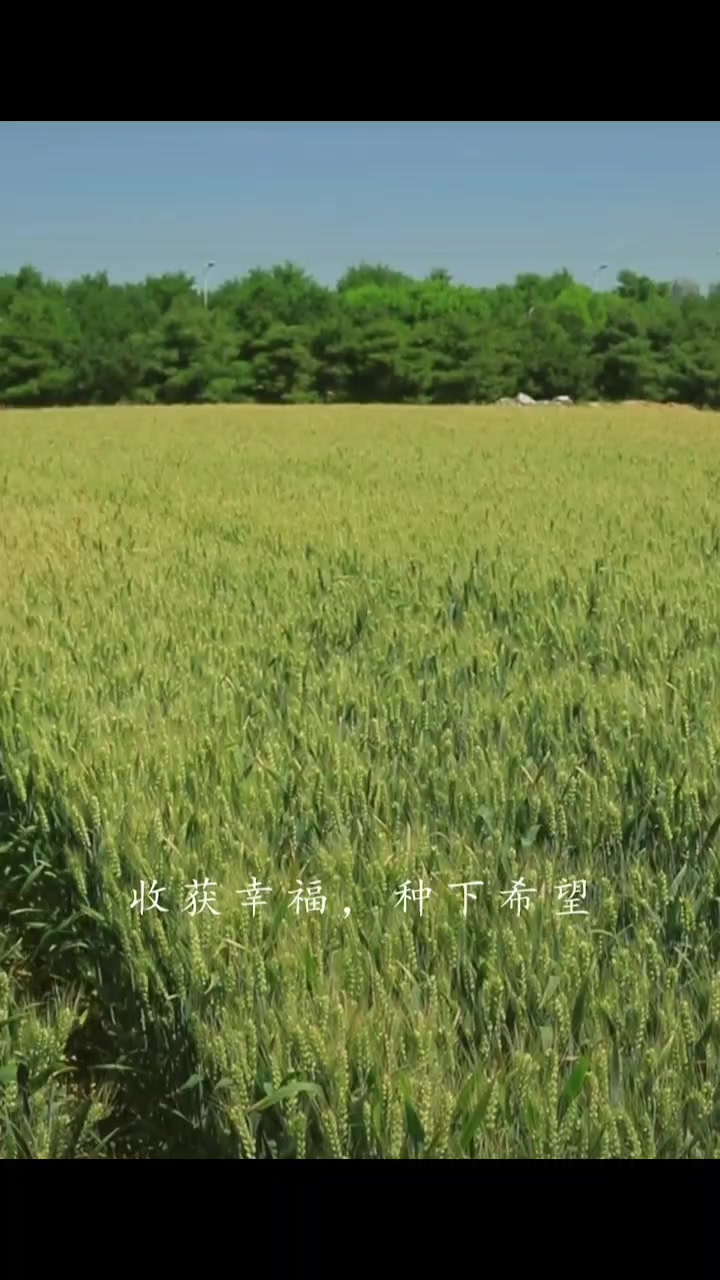芒種！,MagicOS-荣耀俱乐部