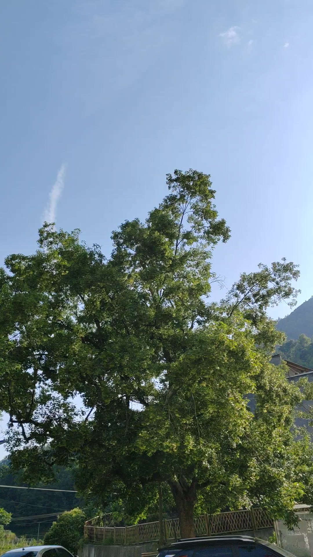 大树,荣耀70系列-荣耀俱乐部