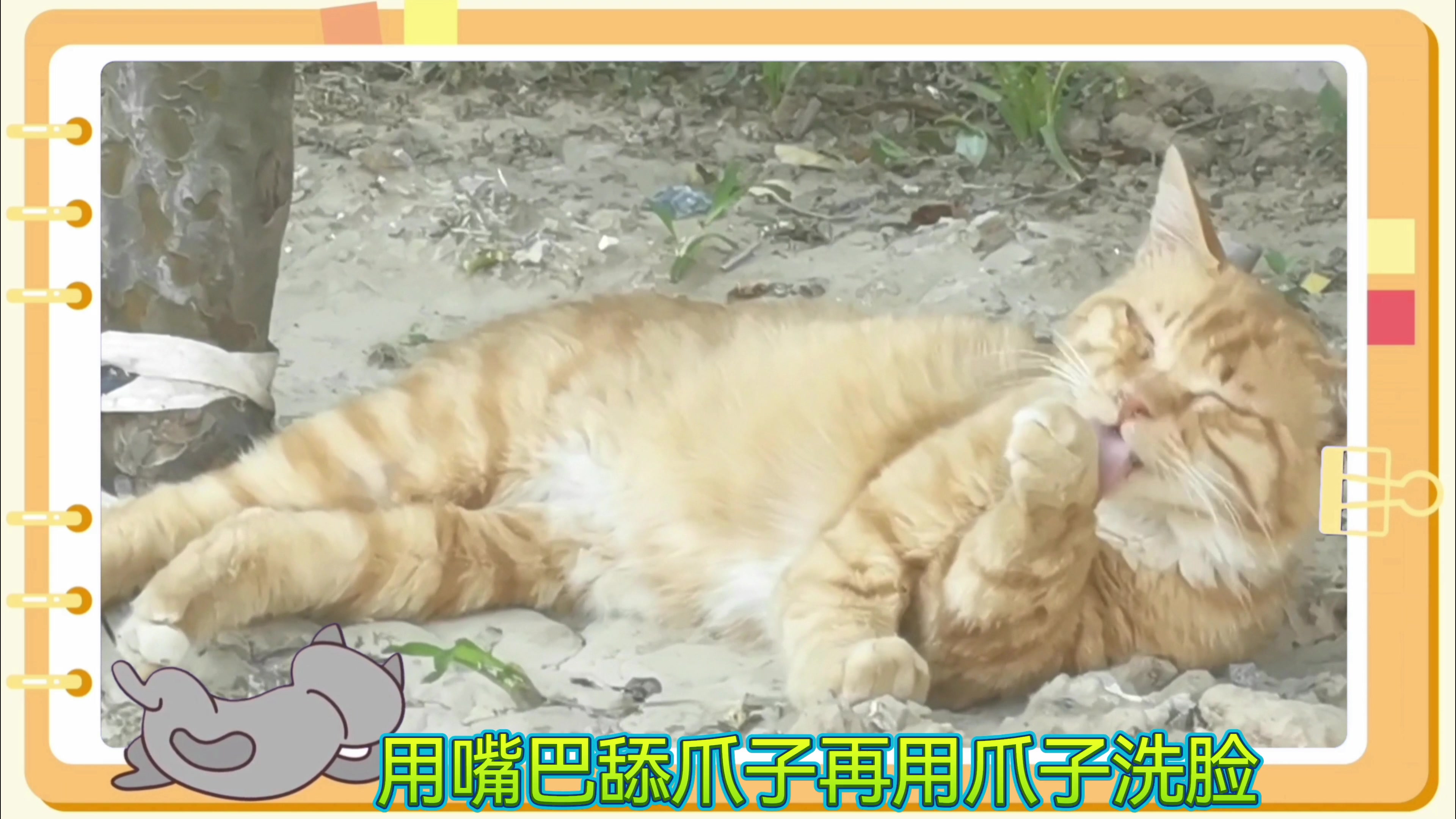 猫王正在晒太阳,慢生活-荣耀俱乐部