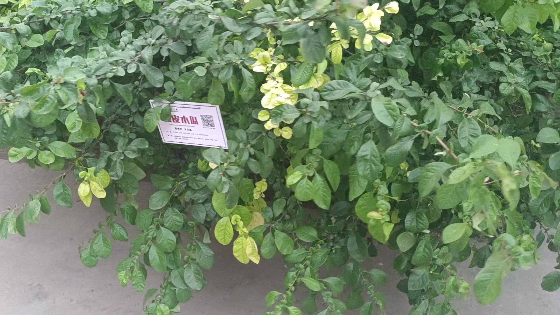 来了来了来了,慢生活-荣耀俱乐部