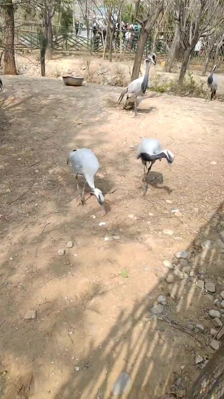 游玩,荣耀80系列-荣耀俱乐部