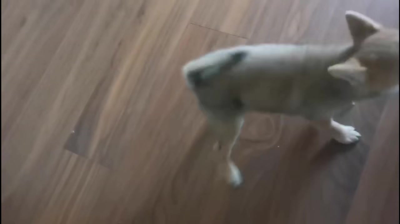 拆犬,荣耀70系列-荣耀俱乐部