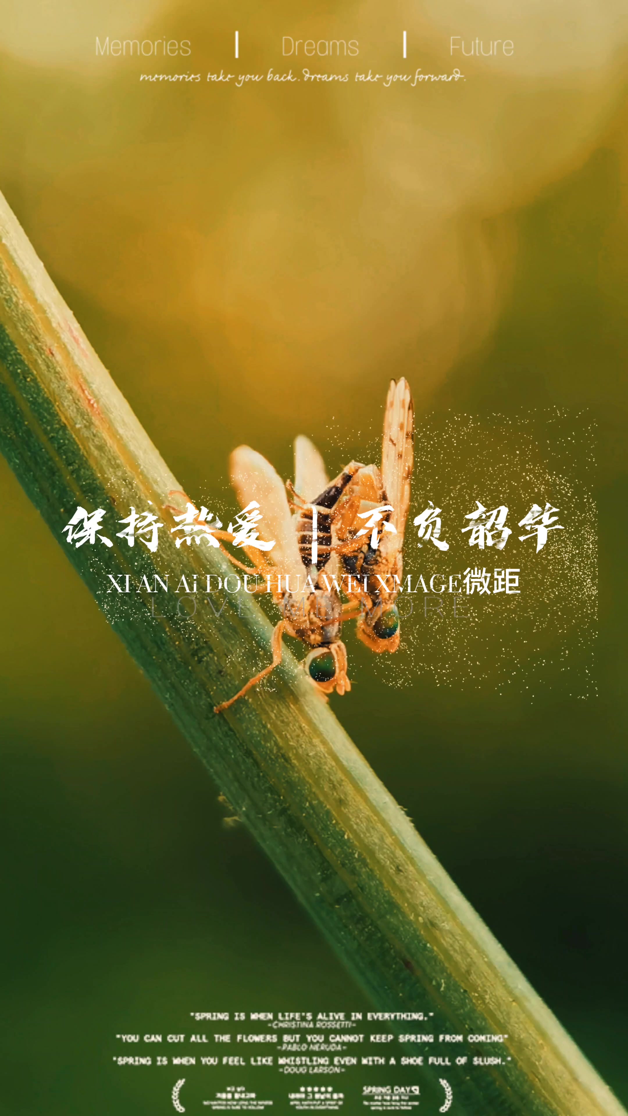 手机微距摄影业余摄影师,慢生活-荣耀俱乐部