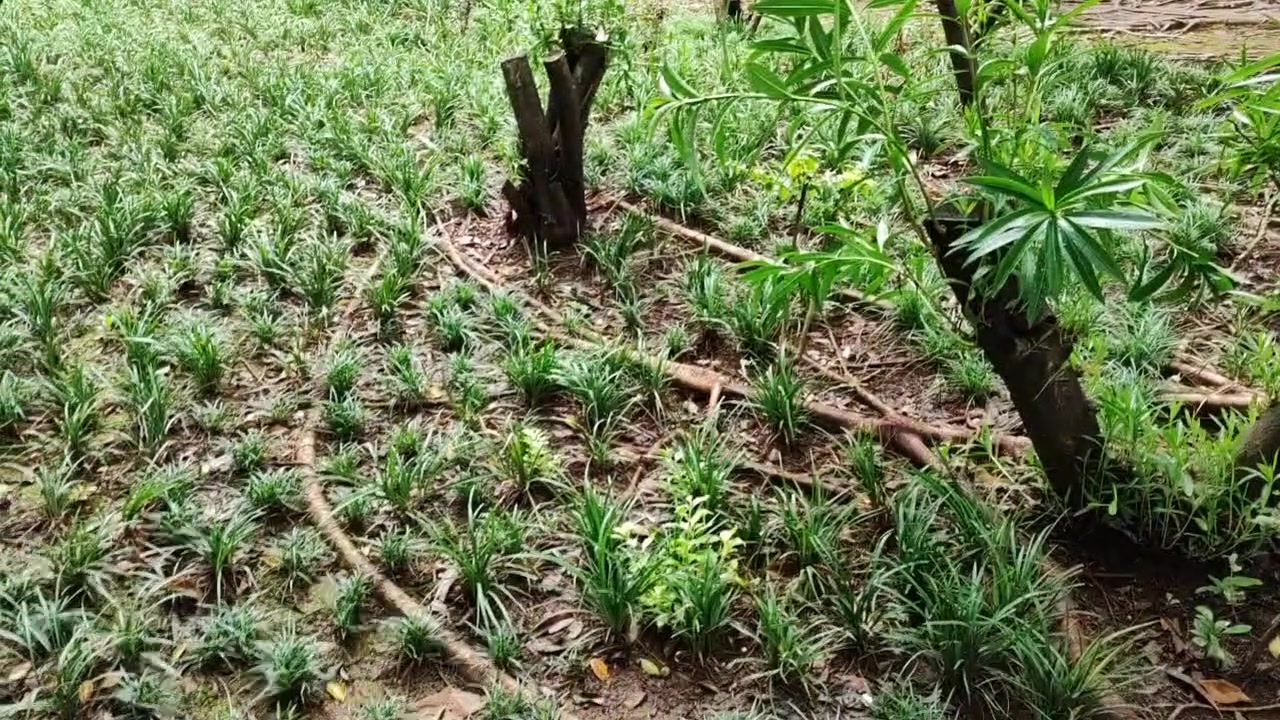 老树成精啦,荣耀X40系列-荣耀俱乐部