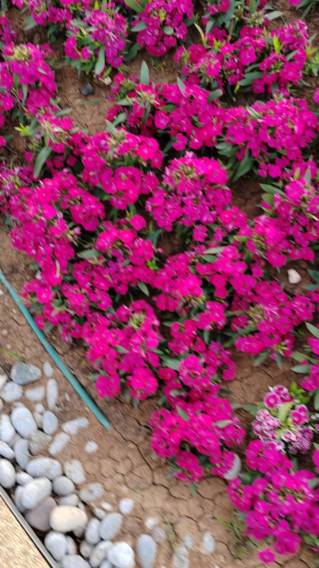 这里的花儿美不美,慢生活-荣耀俱乐部