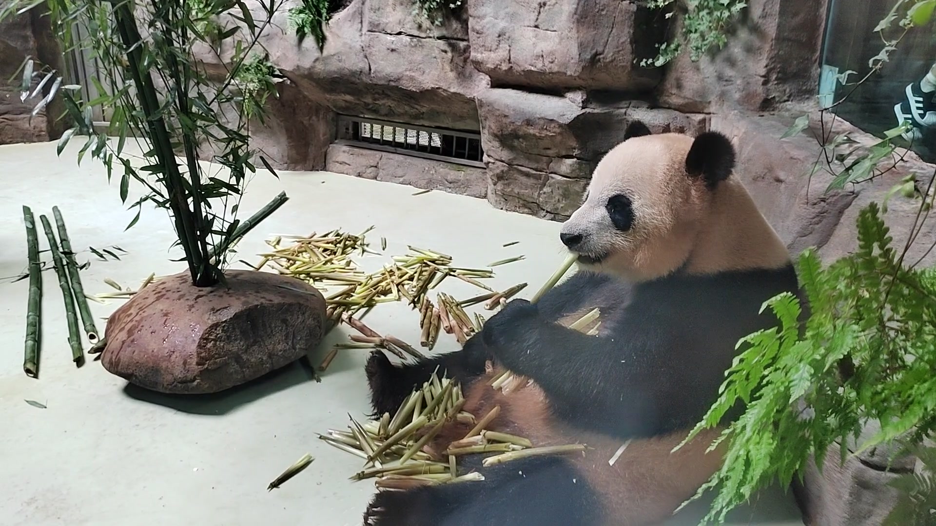 啃竹子,爱旅行-荣耀俱乐部