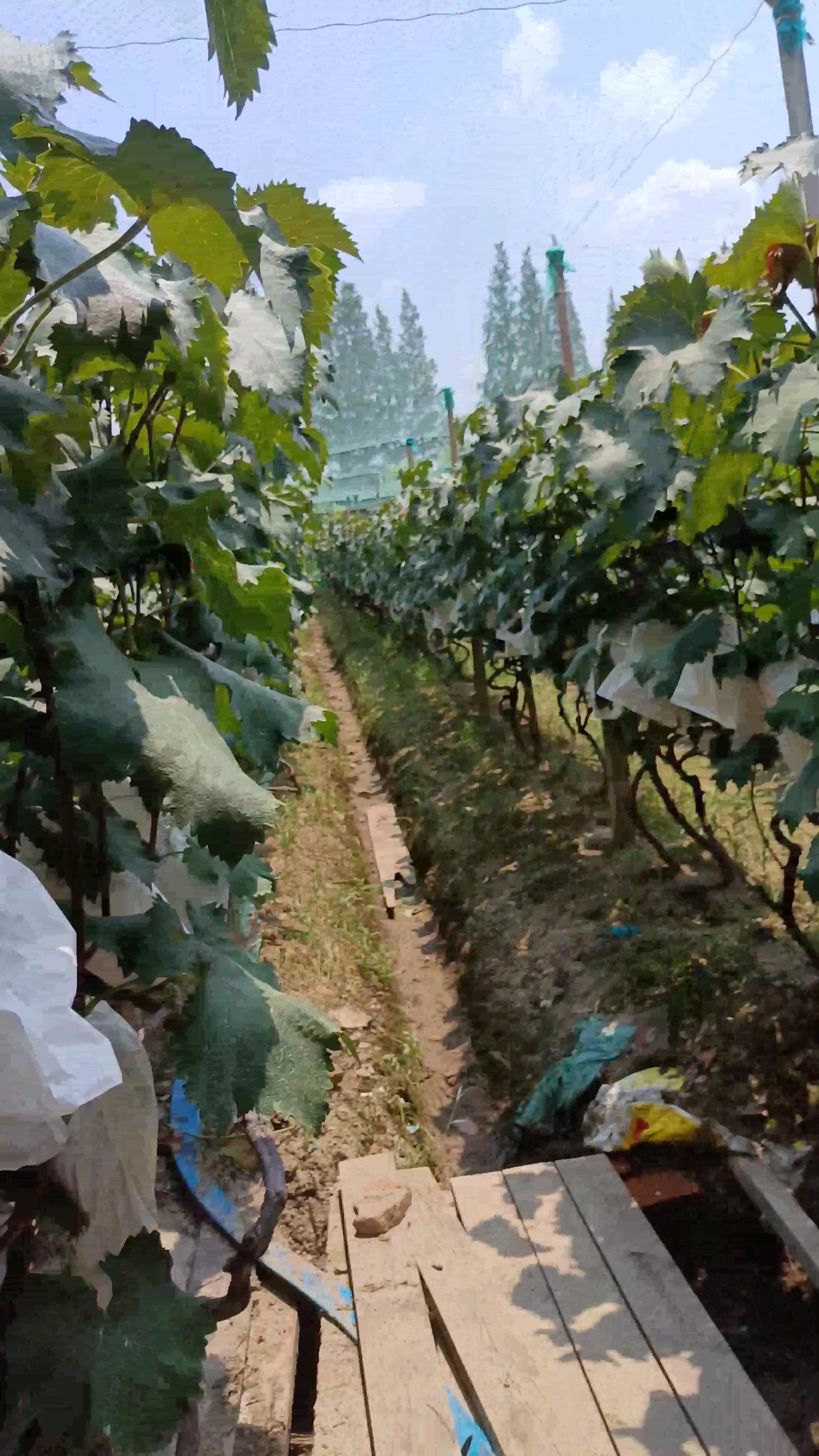 摘葡萄,慢生活-荣耀俱乐部