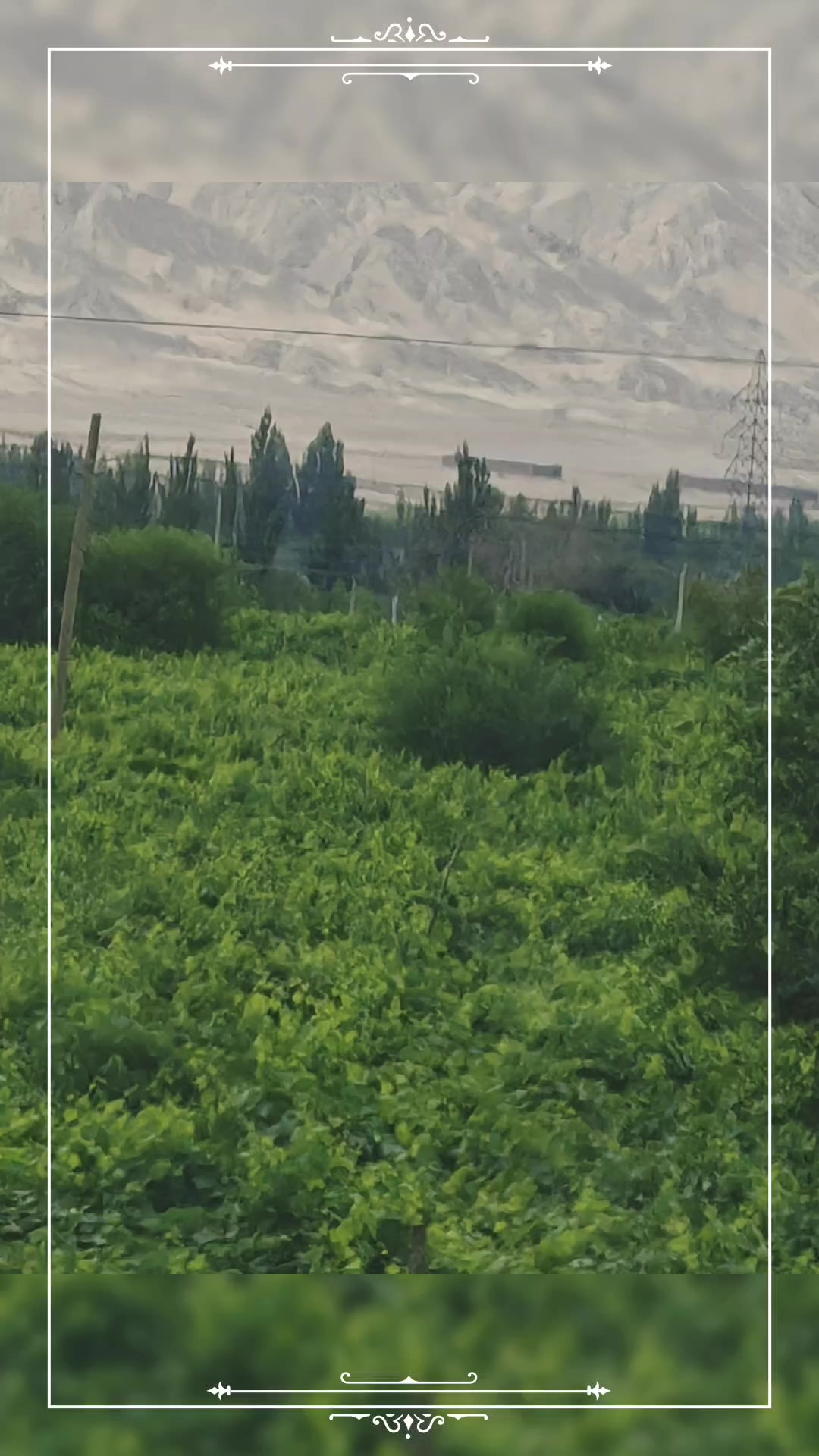 沿途的风景,荣耀Magic5系列-荣耀俱乐部