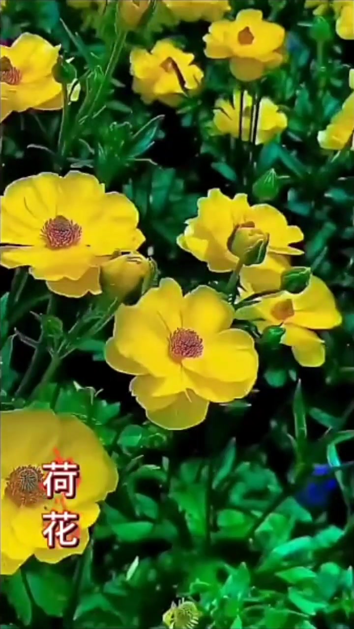 视频,荣耀60系列-荣耀俱乐部