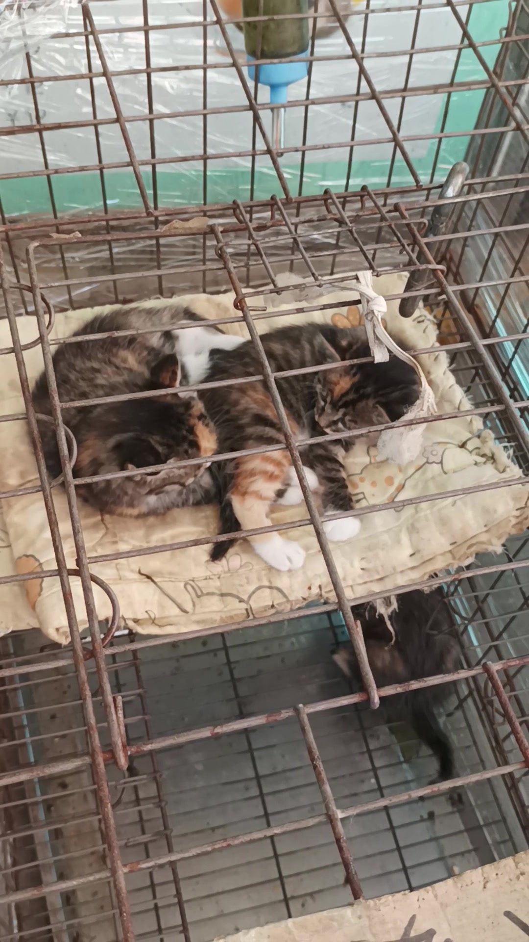 小猫,慢生活-荣耀俱乐部