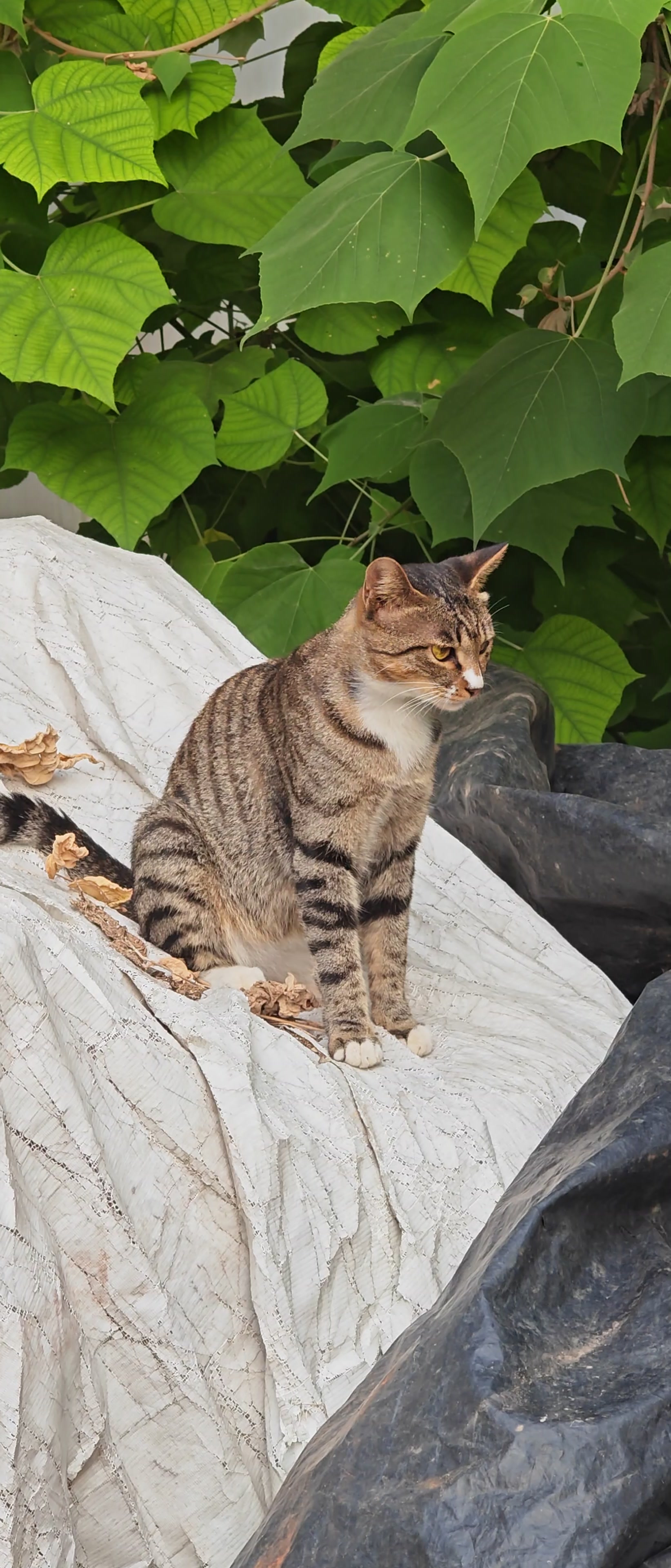 猫呀,慢生活-荣耀俱乐部