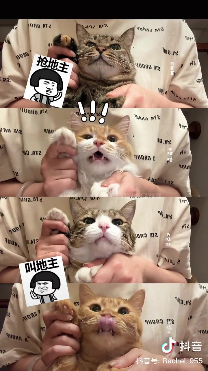 猫猫猫,慢生活-荣耀俱乐部