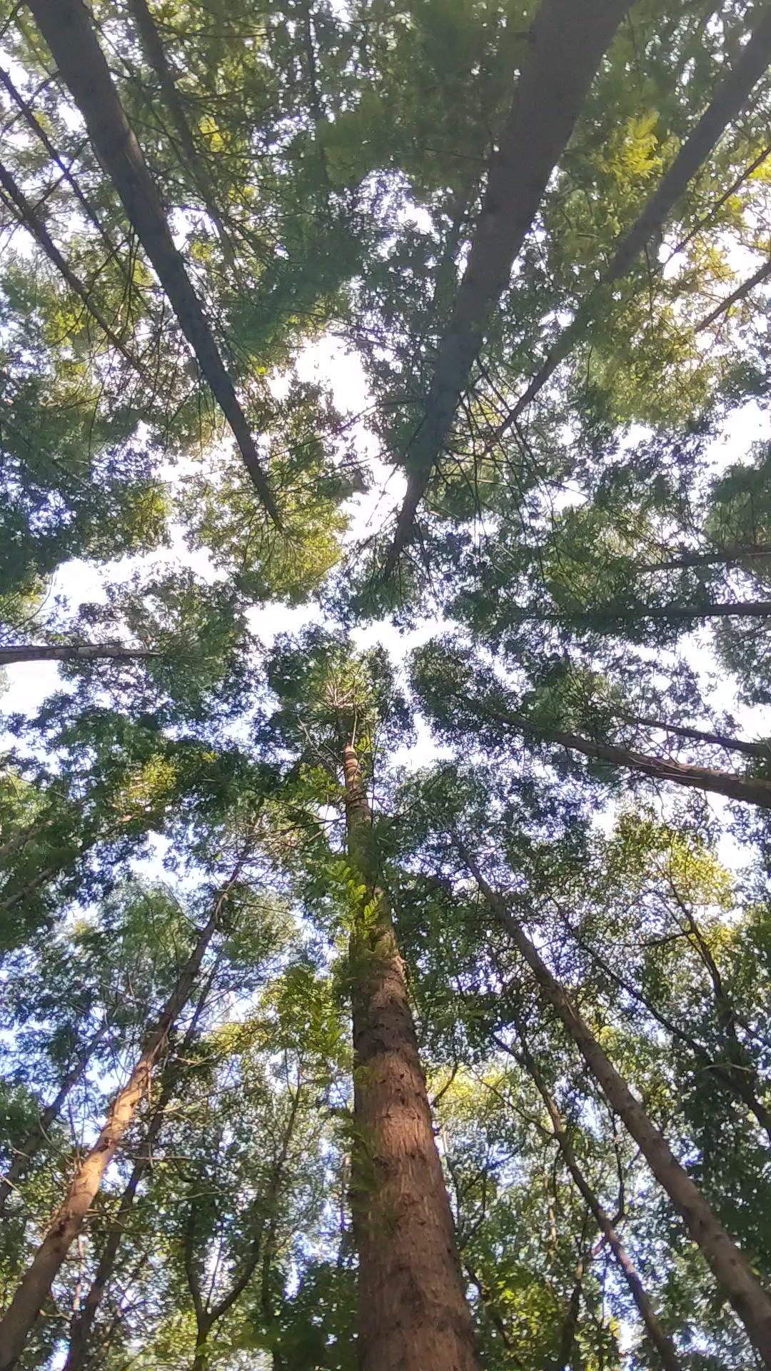 绿树成荫,慢生活-荣耀俱乐部