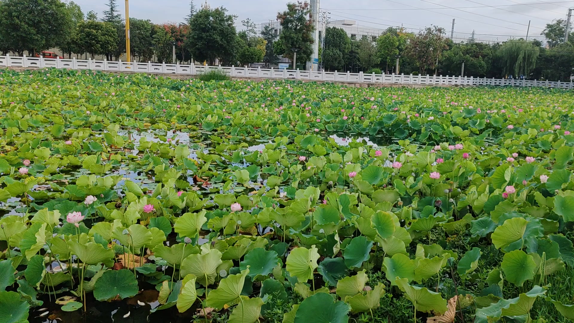 荷叶满塘秋,慢生活-荣耀俱乐部