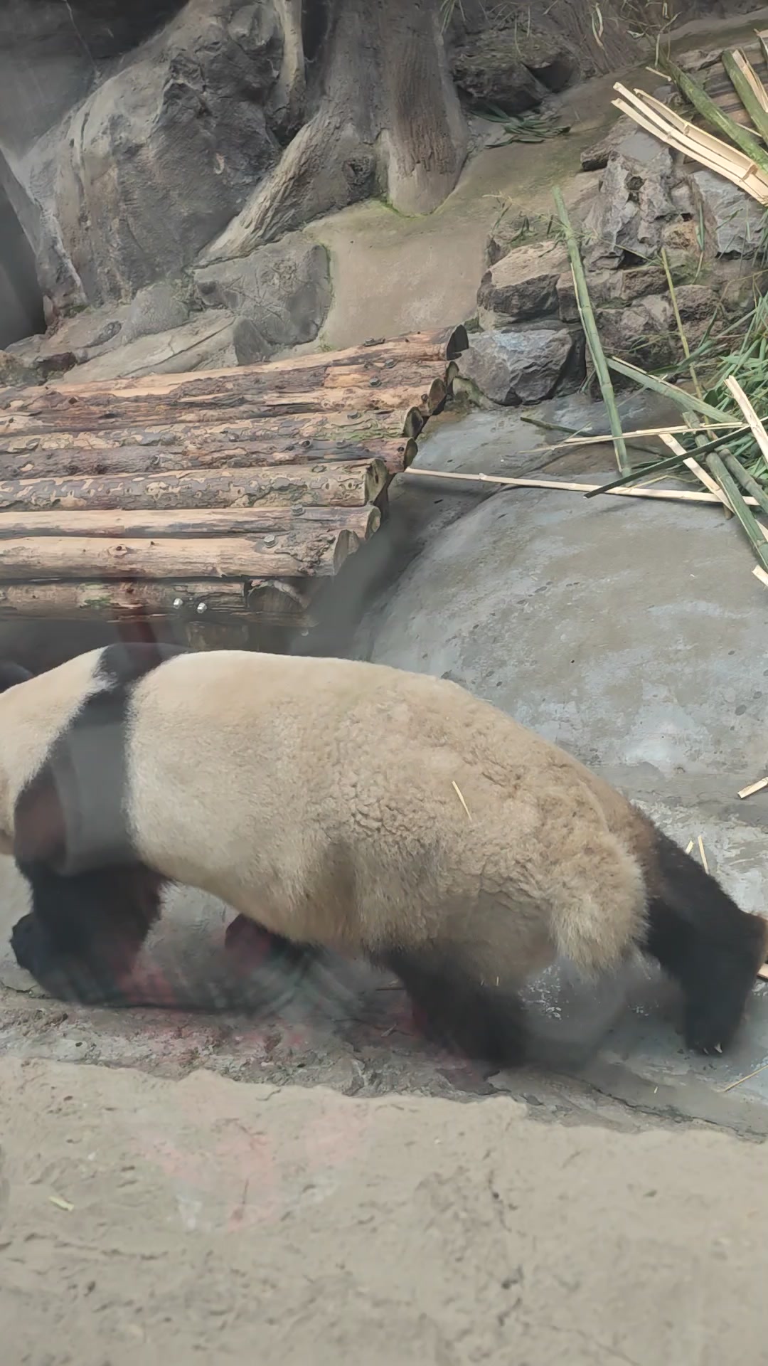 大熊猫,爱旅行-荣耀俱乐部