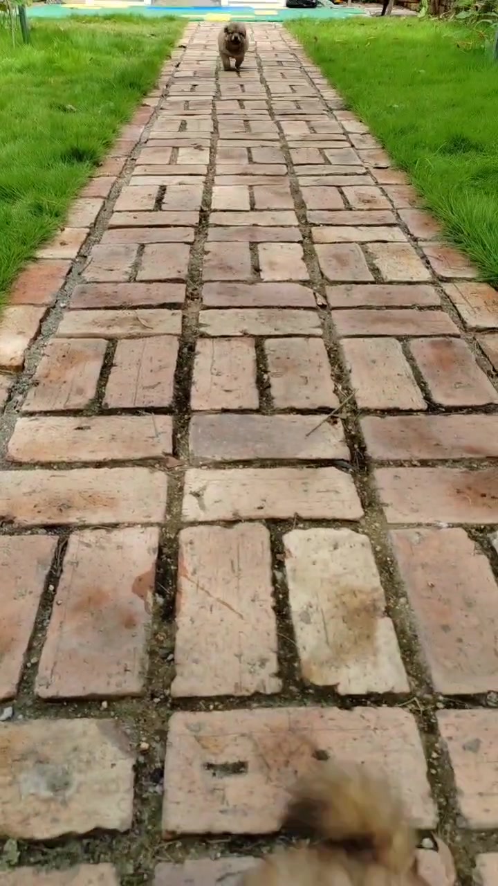 小狗狗,慢生活-荣耀俱乐部