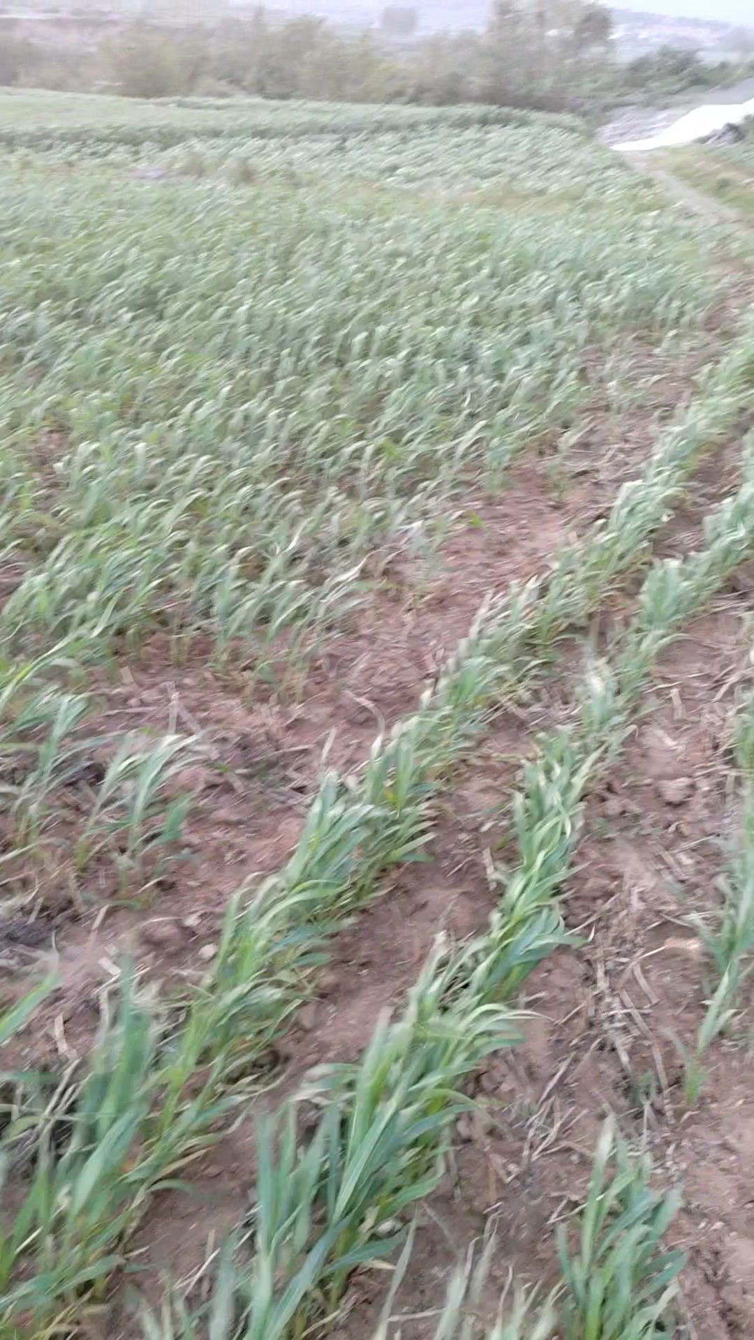 大风,荣耀70系列-荣耀俱乐部
