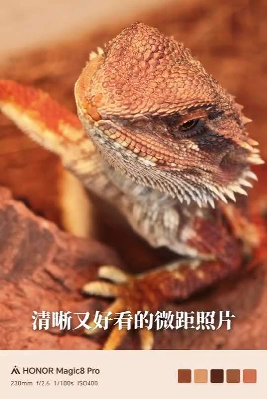荣耀Magci8系列的长焦微距怎么用？,荣耀Magic8系列-荣耀俱乐部