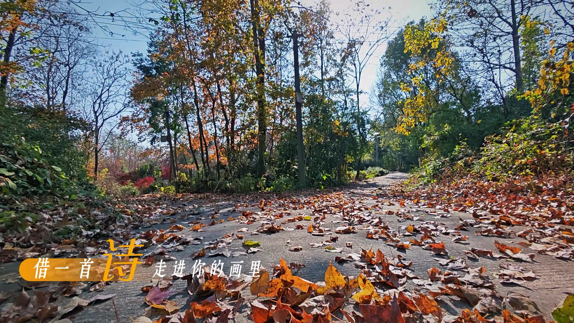 诗意路口,爱摄影-荣耀俱乐部