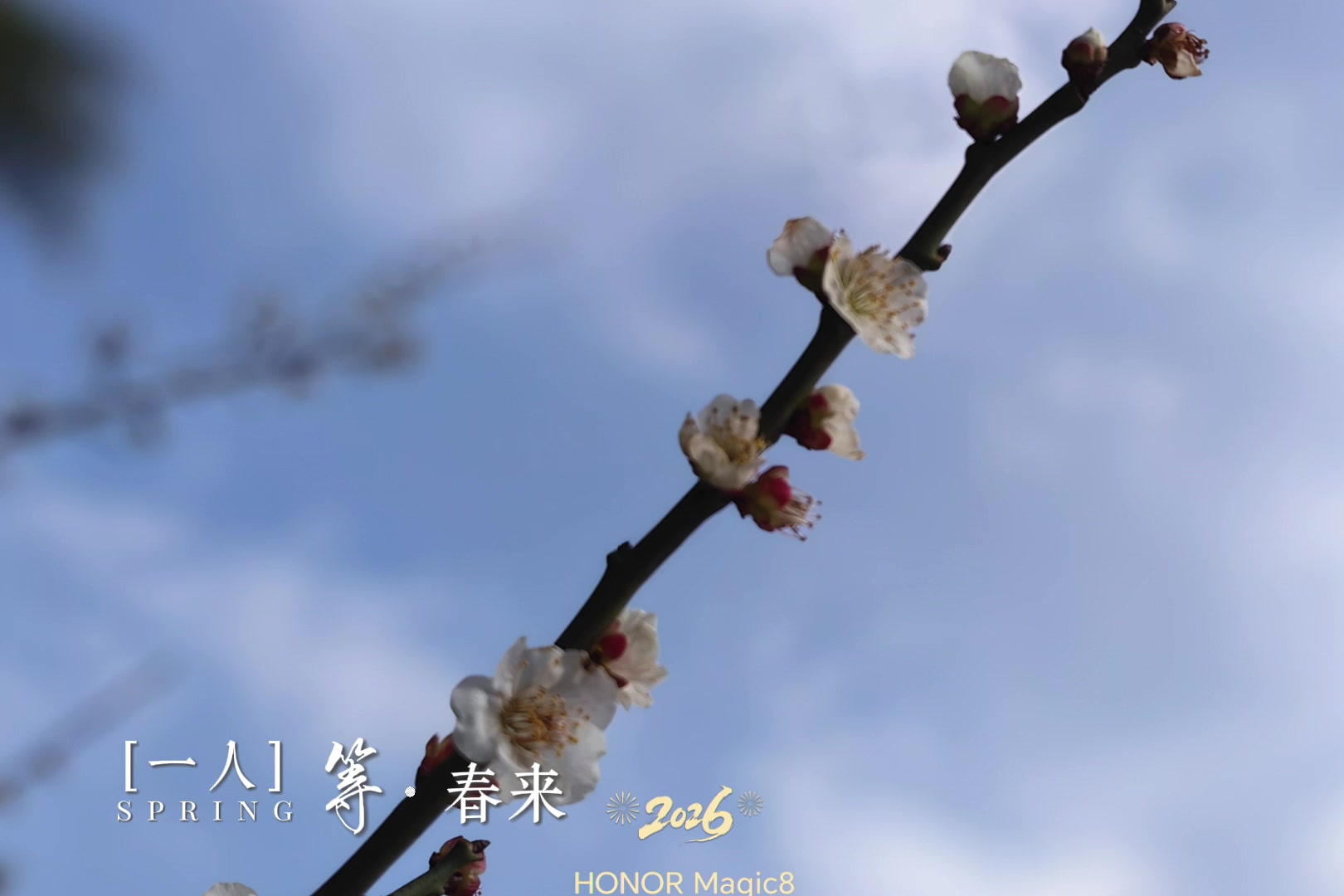 一人等春来---荣耀Magic8,荣耀Magic8系列-荣耀俱乐部