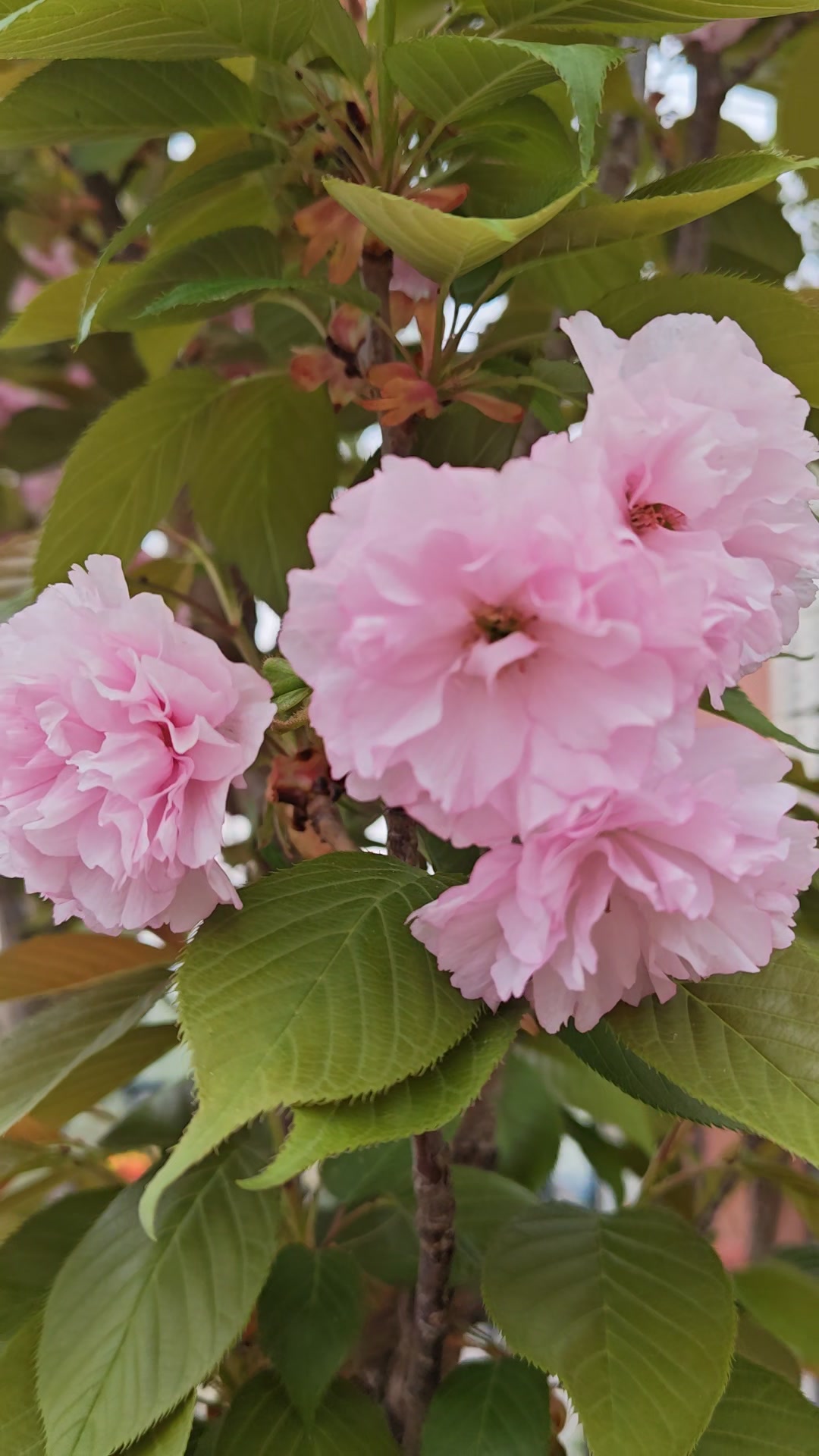晚春小花,爱摄影-荣耀俱乐部